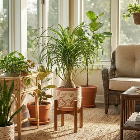 Ponytail, Palm Seed - Packet image number null